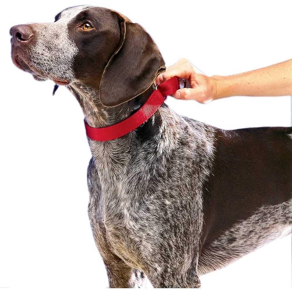 Martingale Collar T52886
