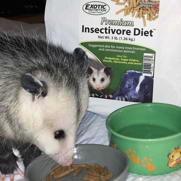 Premium Insectivore Diet M404