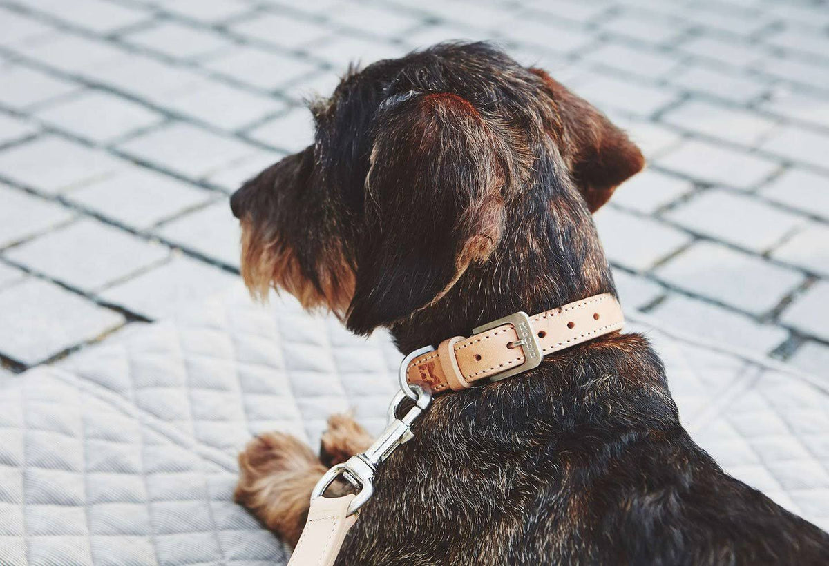 Brown Dog Collar L965237