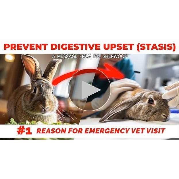 Rabbit Emergency Kit with Timothy Recovery Food K67523