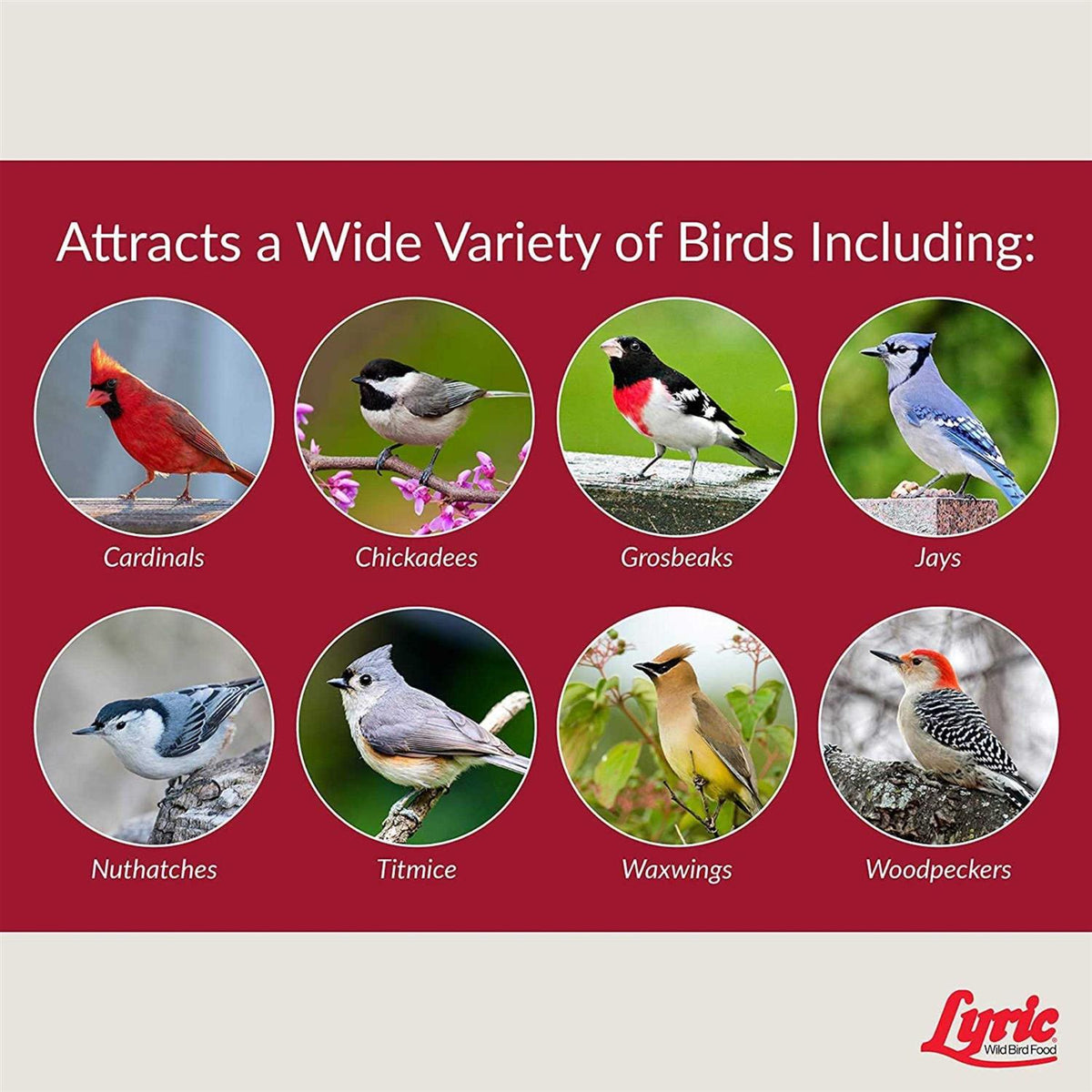 Fruit & Nut Wild Bird Mix C449996