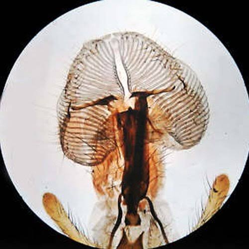 20X-40X-80X Forward Stereo Microscope with 1.3MP Digital Camera Z24939
