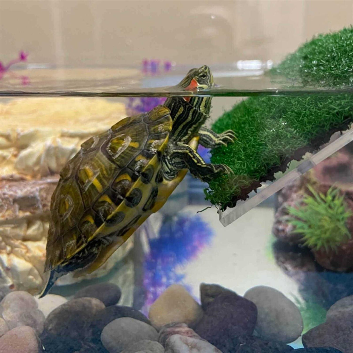 Lawn Turtle Basking Platform E24744