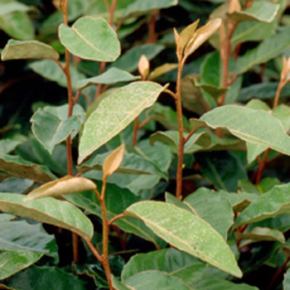 2.5 Gallon Elaeagnus X Ebbingei Q1359