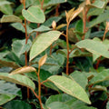 2.5 Gallon Elaeagnus X Ebbingei Q1359