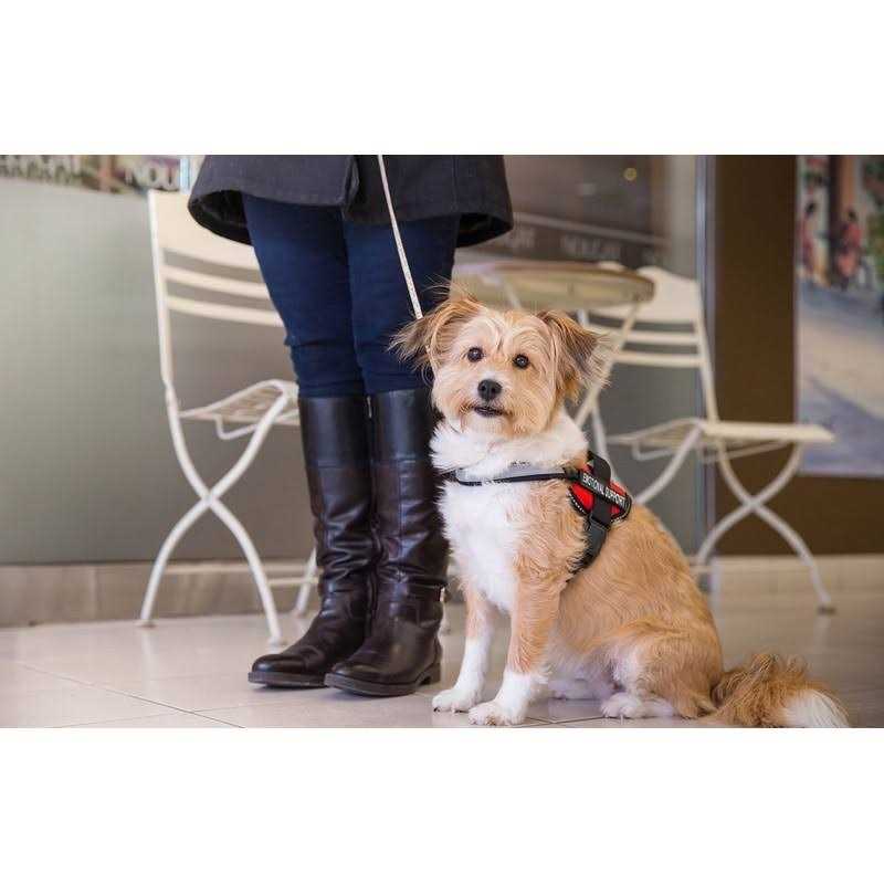 Reflective Dog Vest Harness and Leash Set O763