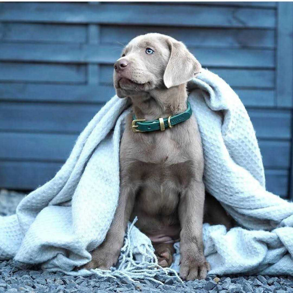 Leather Dog Collar R986