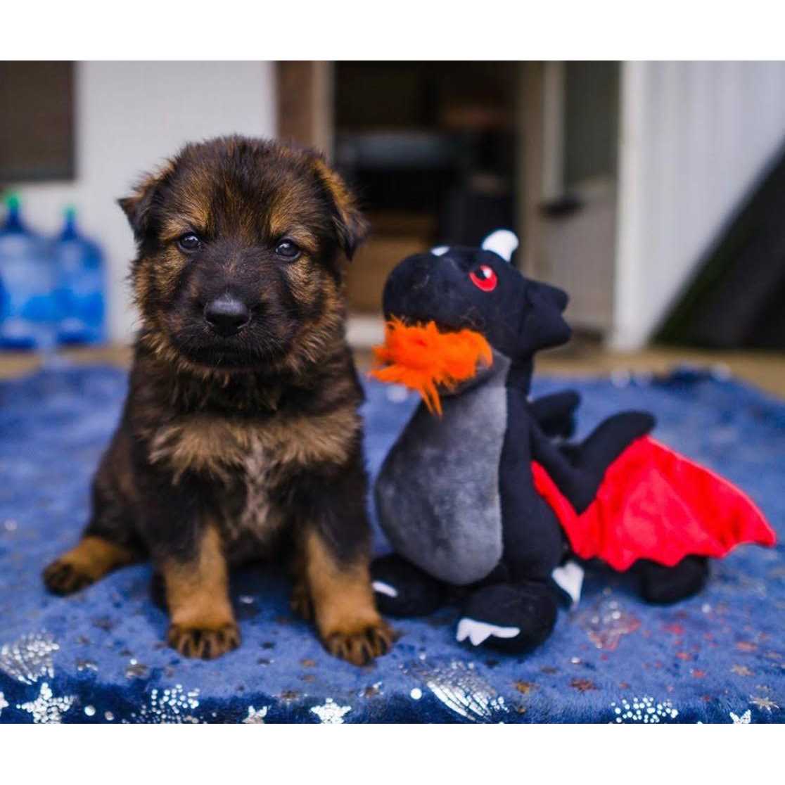 Mythical Dragon Dog Toy D556559