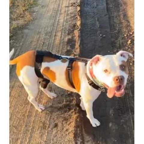 Dog & Cat Knee Brace Z281590