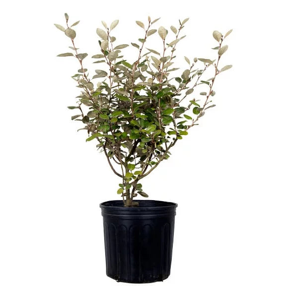 2.5 Gallon Elaeagnus X Ebbingei Q1359