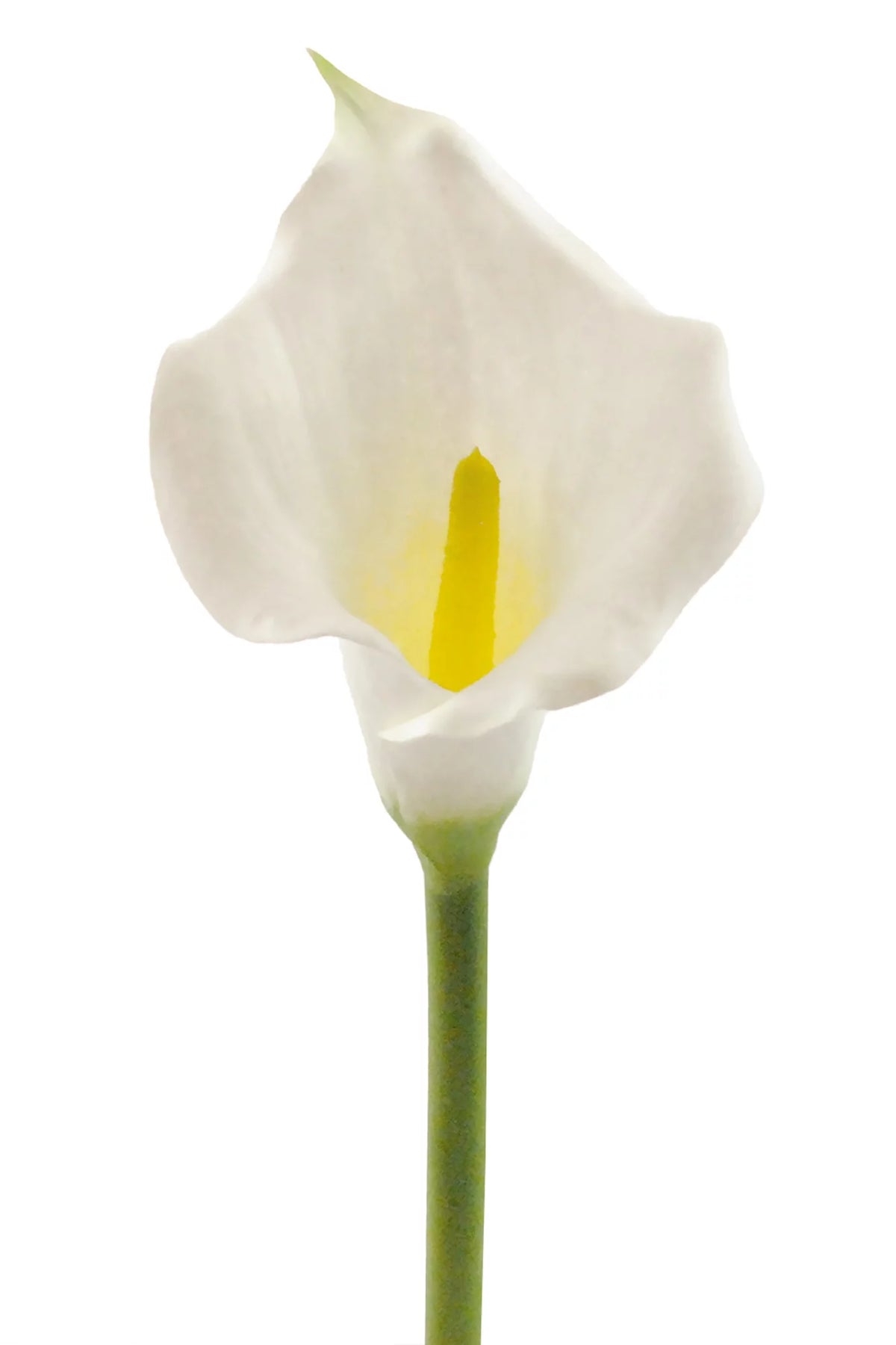 Set of 3 White Artificial Calla Lilies 26" Y3089