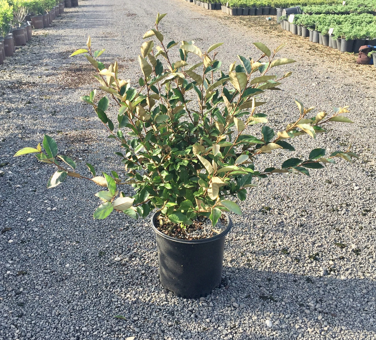 2.5 Gallon Elaeagnus X Ebbingei Q1359