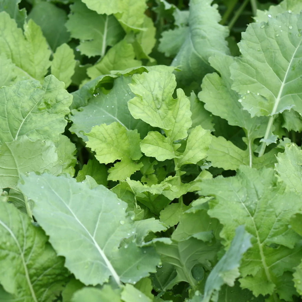 Beet & Greens Kale Radish Deer Attractant Food Plot Seed Q9739