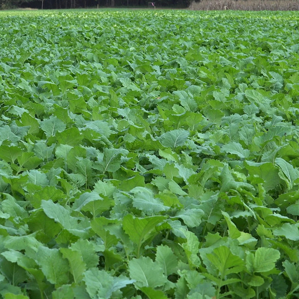 Beet & Greens Kale Radish Deer Attractant Food Plot Seed Q9739
