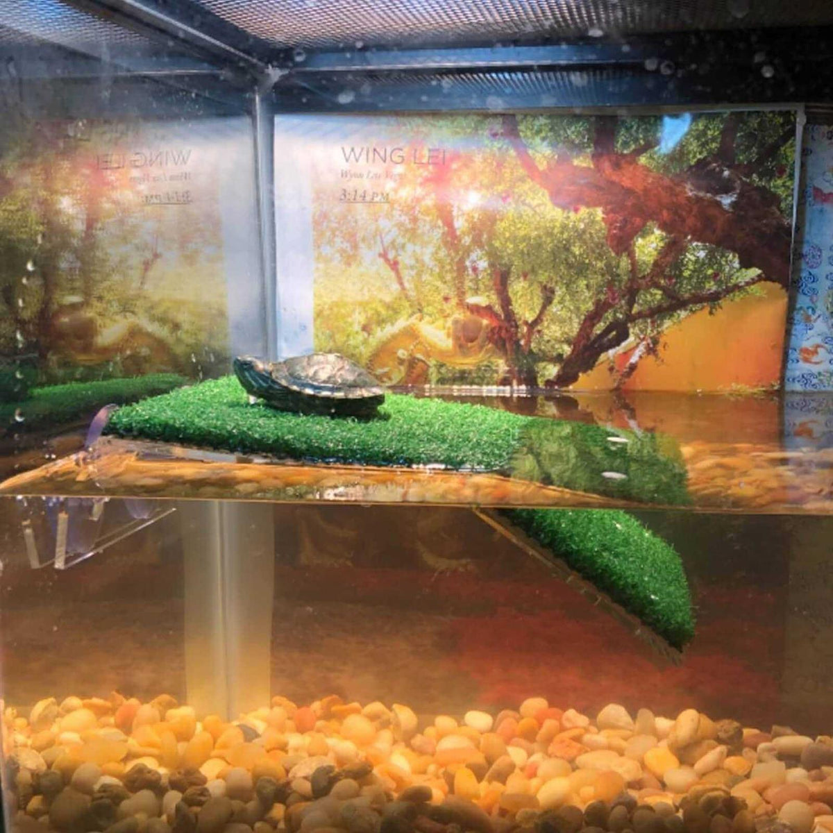Lawn Turtle Basking Platform E24744