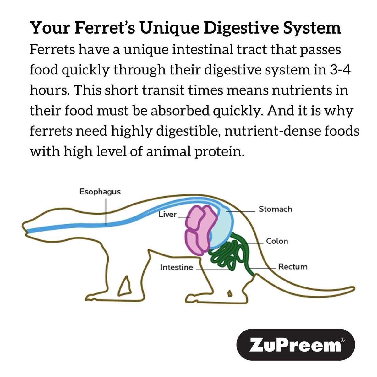 Premium Ferret Diet N259586
