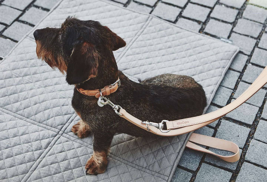 Brown Dog Collar L965237